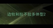 边牧和拉不拉多体型