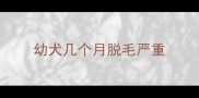 幼犬几个月脱毛严重
