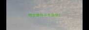 哈士奇与斗牛杂交