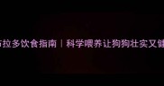 拉布拉多饮食指南科学喂养让狗狗壮实又健康