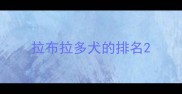 拉布拉多犬的排名