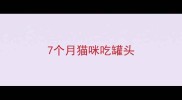 7个月猫咪吃罐头