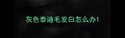灰色泰迪毛发白怎么办