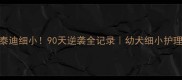 两个月的泰迪细小90天逆袭全记录幼犬细小护理避坑指南