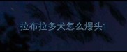 拉布拉多犬怎么爆头