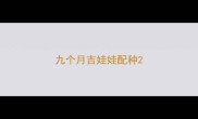 九个月吉娃娃配种