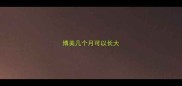 博美几个月可以长大