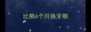 比熊6个月换牙期