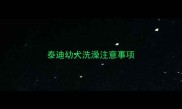 泰迪幼犬洗澡注意事项
