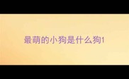 最萌的小狗是什么狗