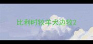 比利时牧羊犬边牧