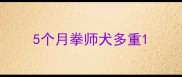 5个月拳师犬多重