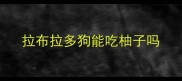 拉布拉多狗能吃柚子吗