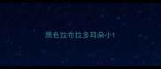 黑色拉布拉多耳朵小