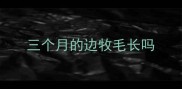 三个月的边牧毛长吗