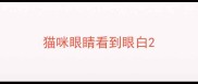 猫咪眼睛看到眼白