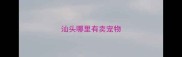汕头哪里有卖宠物