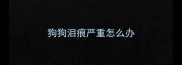 狗狗泪痕严重怎么办
