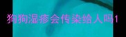 狗狗湿疹会传染给人吗