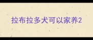 拉布拉多犬可以家养