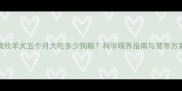 边境牧羊犬五个月大吃多少狗粮科学喂养指南与营养方案全