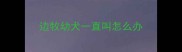 边牧幼犬一直叫怎么办