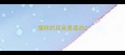 猫咪的耳朵是温的