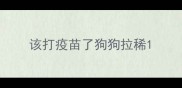 该打疫苗了狗狗拉稀