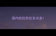国内的拉布拉多犬舍