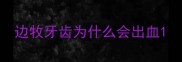 边牧牙齿为什么会出血