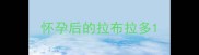 怀孕后的拉布拉多