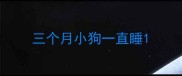 三个月小狗一直睡