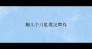 狗几个月能看见睾丸