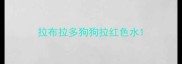 拉布拉多狗狗拉红色水