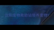 沈阳宠物救助站领养宠物