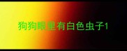狗狗眼里有白色虫子