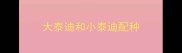 大泰迪和小泰迪配种