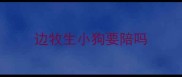 边牧生小狗要陪吗