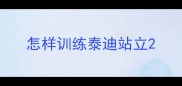 怎样训练泰迪站立