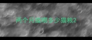 两个月猫喂多少猫粮