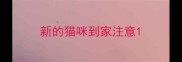 新的猫咪到家注意