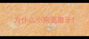 为什么小狗要磨牙