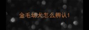 金毛幼犬怎么辨认