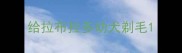 给拉布拉多幼犬剃毛