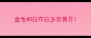 金毛和拉布拉多容易养