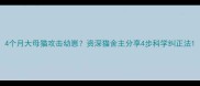 4个月大母猫攻击幼崽资深猫舍主分享4步科学纠正法