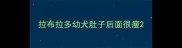 拉布拉多幼犬肚子后面很瘦
