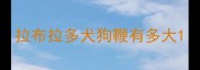 拉布拉多犬狗鞭有多大