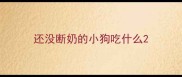 还没断奶的小狗吃什么
