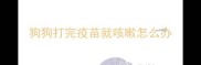 狗狗打完疫苗就咳嗽怎么办